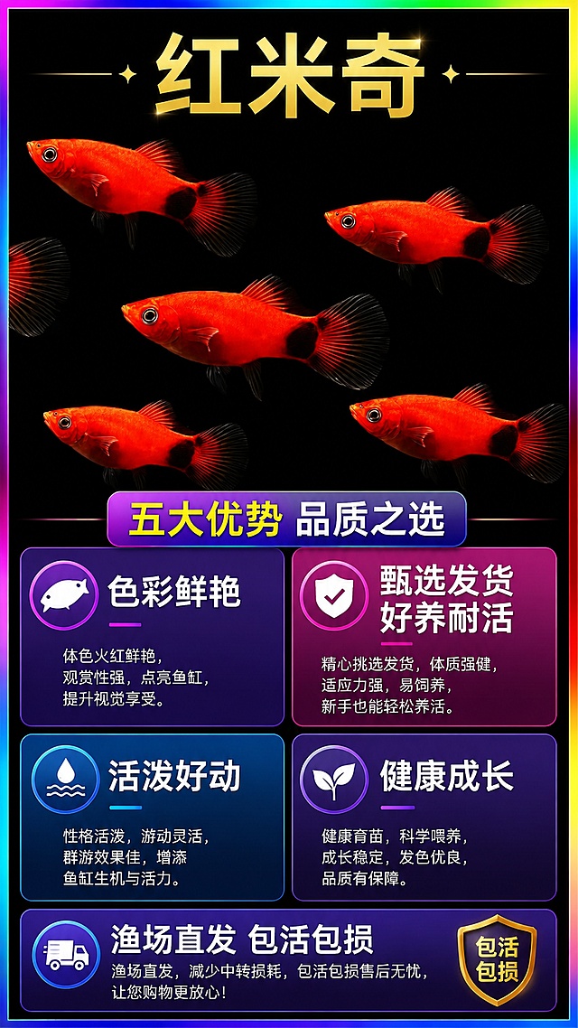 [第2屏] 拼多多详情页核心卖点提炼页，火红米奇鱼五大优势展示。本屏使用【图2】作为商品参考主体。
[氛围/风格] 清晰信息展示风格，五彩渐变边框，活泼醒目，适合移动端阅读。
[元素布局] 主体米奇鱼群展示在画面上半部分，占比约50%；下半部分分四个色块展示四个核心卖点，每个卖点配文字说明，排版整齐不拥挤。
[光影质感] 均匀柔光照明，每个卖点区域清晰可辨，文字对比分明，整体明亮清晰。
[配色色系] 全局底色纯黑色 #000000，主色红橙鱼身，辅助色蓝紫渐变卖点框，白色文字清晰突出。
[视角构图] 上下分栏构图，上鱼群下卖点信息，阅读从上到下清晰流畅。
[文字版式] 顶部大标题 "红米奇" 黄色大字，左下紫色块卖点 "色彩鲜艳"，右下粉紫色块卖点 "甄选发货 好养耐活"，底部通栏卖点 "渔场直发 包活包损"，文字清晰不重叠，大小适配手机阅读。
[比例分辨率] 9:16竖版比例，4K分辨率，文字清晰可辨，高清画质。
[负向提示词] 鱼形变形，文字错乱，色块重叠，颜色浑浊，背景杂乱。