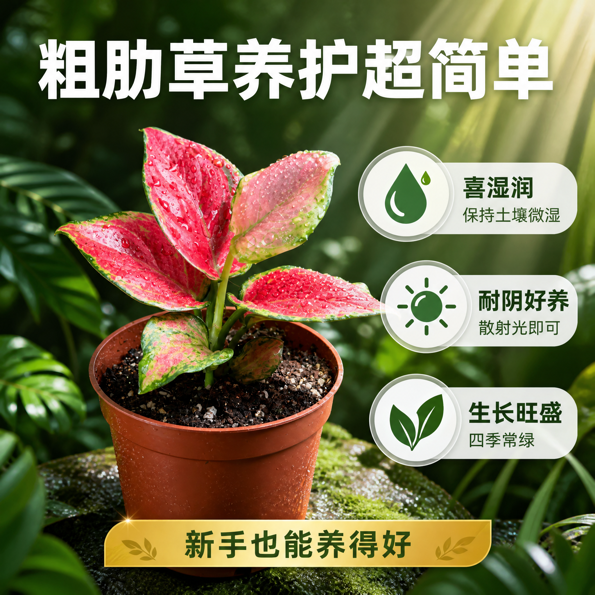 [主图-6] 粗肋草养护卖点信息图 好养易活主图 [统一基调]… - 图片创意预览