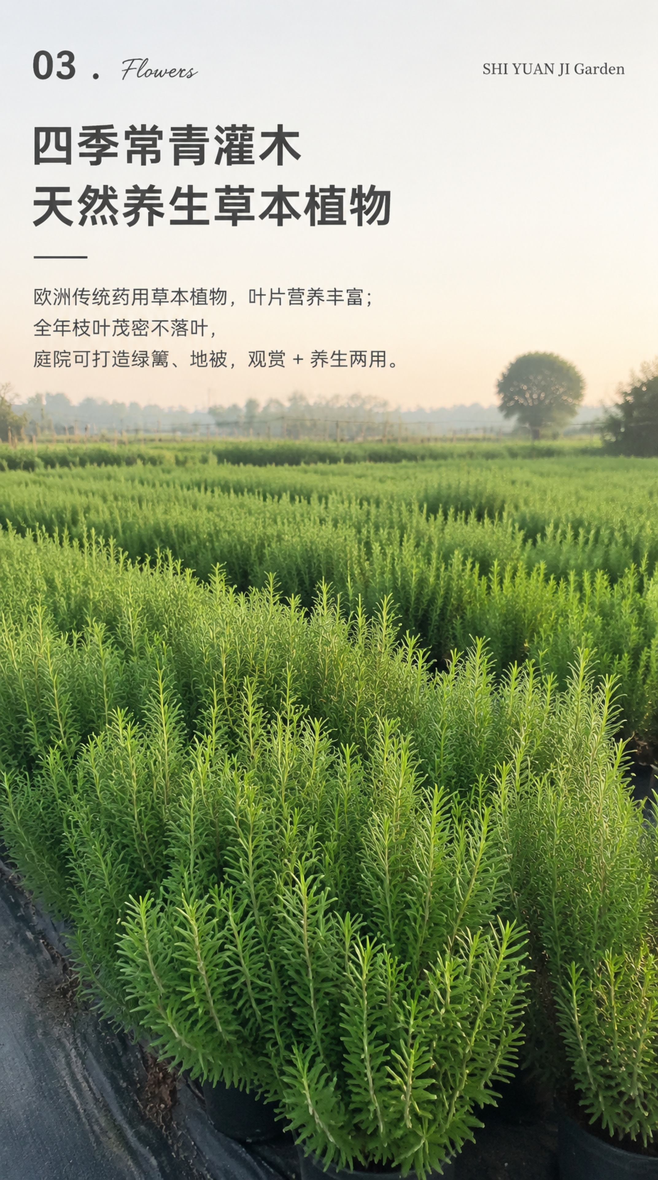 [第4屏] 价值卖点介绍页，迷迭香四季常绿兼具药食养生价值展示… - 图片创意预览