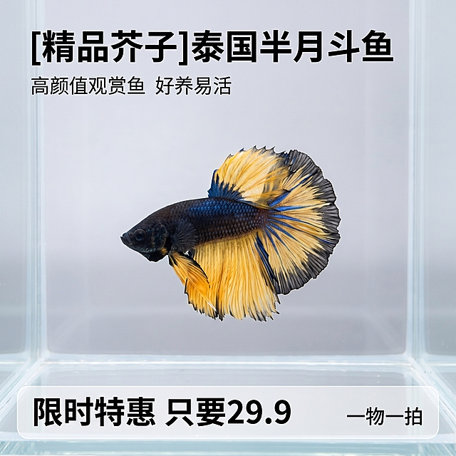 [主图 1] 精品泰国斗鱼半月芥子观赏鱼展示首图
[氛围/风格] 简约水族风格，突出性价比，拼多多电商风格
[画面元素] 商业摄影质感、光线柔和通透、产品清晰真实、画面干净高级。泰国斗鱼半月芥子居中展示，整体在纯净水族场景中，背景干净简洁突出主体，斗鱼外观与原图一致，真实质感保留，画面全屏无边框。
[配色色系] 主色调：深蓝色（鱼身）、黄色（鱼鳍）；辅助色：干净浅灰色背景。
[视角构图] 中心平视构图，主体突出景深适中。
[文字版式] 左上负空间左对齐，保留安全边距。主标题“[精品芥子]泰国半月斗鱼”加粗深黑色最大号字体，主标题下方副标题“高颜值观赏鱼 好养易活”字号缩小一半同色系。底部通栏半透明色块，左对齐展示“限时特惠 只要29.9”大号白字突出价格，右侧小号白字“一物一拍”。文字与背景对比强烈，不遮挡主体。
[比例分辨率] 1:1 比例，2k分辨率，文字清晰可辨，超高清
[负向提示词]变形，水印，文字错乱，产品图模糊，背景杂乱，牛皮癣，配色刺眼，遮挡主体