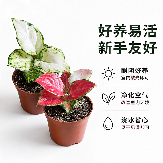 [主图-8] 养护卖点信息图，展示粗肋草易养护、耐阴、净化空气等核心优势，配简洁图标。
[统一基调] 真实高级商业摄影质感，白色纯净背景，柔和均匀顶光，自然阴影，画面干净通透；字体用简洁无衬线黑体，主标题深墨绿色，辅助文字深灰色，强调色用酒红色，整体风格清新高级、简约克制。
[画面] 画面左侧放置白如意与红宝石粗肋草各一盆，前后错落摆放，保留原棕色育苗盆，植株鲜活状态佳；右侧留白区域放置3个养护卖点图标与文字说明；植物主体占画面约50%，信息区占右侧约40%；背景纯白色，整体布局平衡。
[光影质感] 商业棚拍柔光质感，植物部分光影均匀，叶片纹理清晰，水珠晶莹，花盆与土壤质感真实；信息区背景干净，图标与文字清晰可读。
[配色] 背景纯白色，主标题深墨绿色，图标与辅助文字深灰色，重点数据或关键词用酒红色点缀；植物白绿与红粉色系丰富画面。
[文字版式] 右侧上方主标题「好养易活 新手友好」，深墨绿色大字；下方三个卖点竖排：①「耐阴好养 室内散光即可」配小太阳图标 ②「净化空气 改善室内环境」配小树叶图标 ③「浇水省心 见干见湿即可」配水滴图标；文字简洁明了，图标简约线性风格。
[输出要求] 1:1正方形，2048×2048，2K高清；植物外观与参考图一致，文字清晰可读；负向：文字模糊、图标杂乱、植物变形、色差、水印、平台Logo、信息遮挡植物。