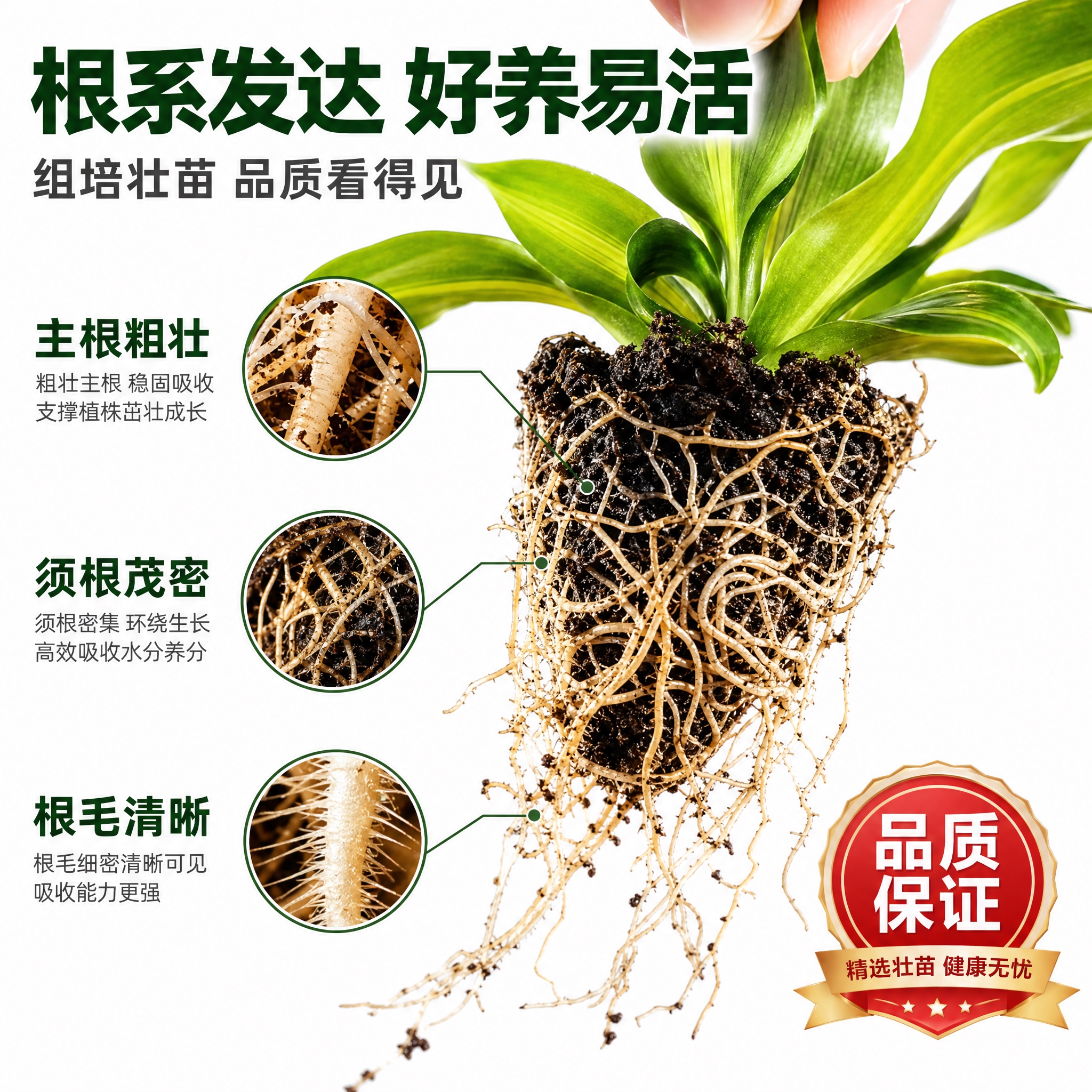 [主图-10] 健康根系展示主题，唯一任务是特写展示金心也门铁… - 图片创意预览