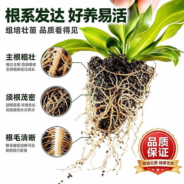 [主图-10] 健康根系展示主题，唯一任务是特写展示金心也门铁组培小苗发达健康的根系，证明苗的品质好。
[统一基调] 拼多多风格电商主图，纯白影棚背景，大字直白醒目，超写实植物摄影质感，明亮干净自然光，商业横幅排版，现代文字图形占位符，8K超清细节，1:1正方形构图。主标题用粗黑大字，配色为深绿标题字+浅棕色根系色+深灰辅助字，字体为无衬线粗体，品质标签用红色和金色。
[画面] 画面主体是金心也门铁组培小苗的根系特写，不带花盆，小苗被轻轻提起，根系完整地暴露出来，根须茂密、颜色健康（浅黄白色至浅褐色），带有少量泥炭基质，根系舒展有力，主体占比约60%。叶片部分在画面上方，翠绿带金色中脉。根系周围有几个圆形放大圈，分别展示：1.主根粗壮 2.须根茂密 3.根毛清晰。右下角有一个"品质保证"的徽章图标。
[光影质感] 商业微距摄影质感，侧逆光勾勒根系的轮廓和绒毛感，根须纹理清晰，基质颗粒真实，叶片有光泽，整体光线明亮通透，根系细节纤毫毕现。
[配色] 纯白背景，深绿色标题字，浅棕黄色根系自然色，深灰色说明文字，红色品质徽章，健康有活力的感觉。
[文字版式] 顶部主标题粗黑大字"根系发达 好养易活"，副标题"组培壮苗 品质看得见"。根系上的放大圈有引线连接到旁边的说明文字，每个特点用大号字标注。右下角品质徽章醒目。文字全部横排，不遮挡根系主要展示区域。
[输出要求] 1:1正方形，2048px，根系细节超清晰，植物真实，文字清楚。负向：变形、错字、模糊、杂乱、水印、平台Logo、花盆、烂根、黑根、病弱根系。