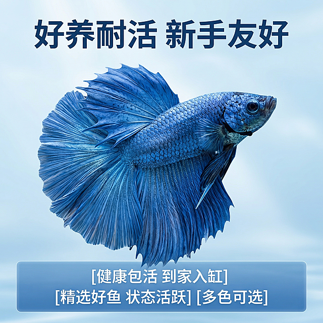 [主图 3] 泰国半月斗鱼拼多多转化主图
[氛围风格] 直白高性价比风，符合平台定位
[画面元素] 商业摄影质感、光线柔和通透、产品清晰真实、画面干净高级。蓝色半月斗鱼在画面中心，斜向游动展示全身体态，大尾鳍飘逸散开，外观色彩保持原图一致，背景为干净渐变浅蓝水下环境，主体偏上预留底部区域
[配色色系] 主色调：清透浅蓝，延续整套统一风格
[视角构图] 斜向中心构图，主体突出，底部留空
[文字版式] 顶部居中主标题 "好养耐活 新手友好"，深蓝色大粗体；底部半透明蓝底通栏，横向排列三行卖点：[健康包活 到家入缸] [精选好鱼 状态活跃] [多色可选]，白字清晰对比强，不遮挡斗鱼主体
[比例分辨率] 1:1 比例，2k 分辨率，文字清晰超高清
[负向提示词]变形，水印，文字错乱，产品模糊，背景杂乱，文字挡主体，违禁绝对词