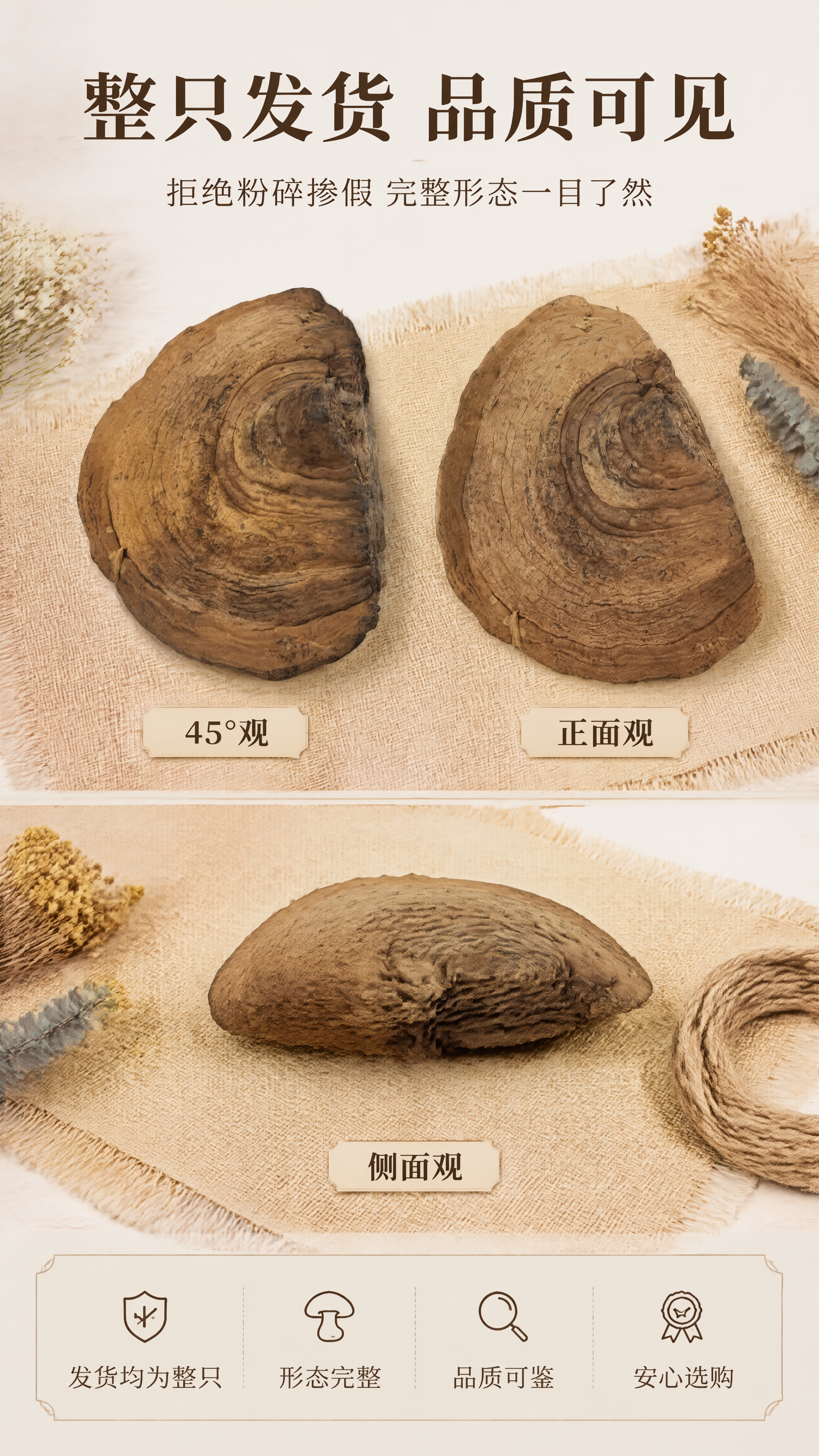 [第6张] 整只发货页-完整灵芝形态多角度展示。本张使用【图3… - 图片创意预览