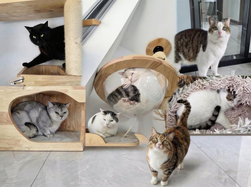 去除图中顶部的“摸鱼办-7猫集合”文字，修复文字所在的背景区域，保持其余画面内容完全不变预览效果