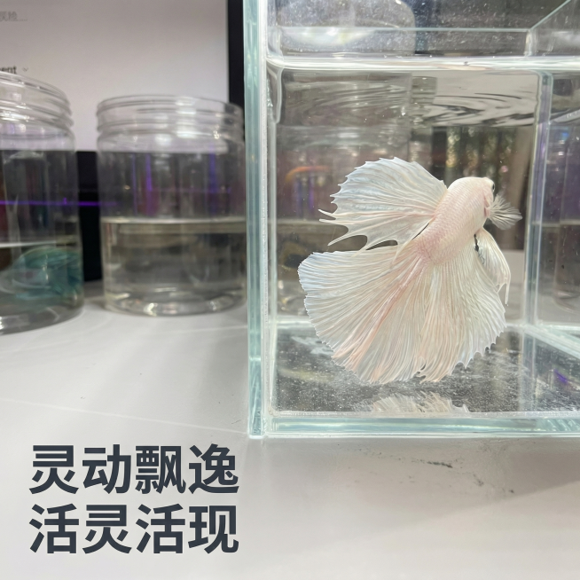 [主图 6] 灵动游动姿态展示
[氛围/风格] 自然灵动，干净真实，捕捉斗鱼动态美感
[画面元素] 保留原鱼缸环境，展示透白斗鱼游动中的舒展姿态，尾鳍完全展开呈现飘逸动态，水流柔和自然，光线均匀通透，预览效果