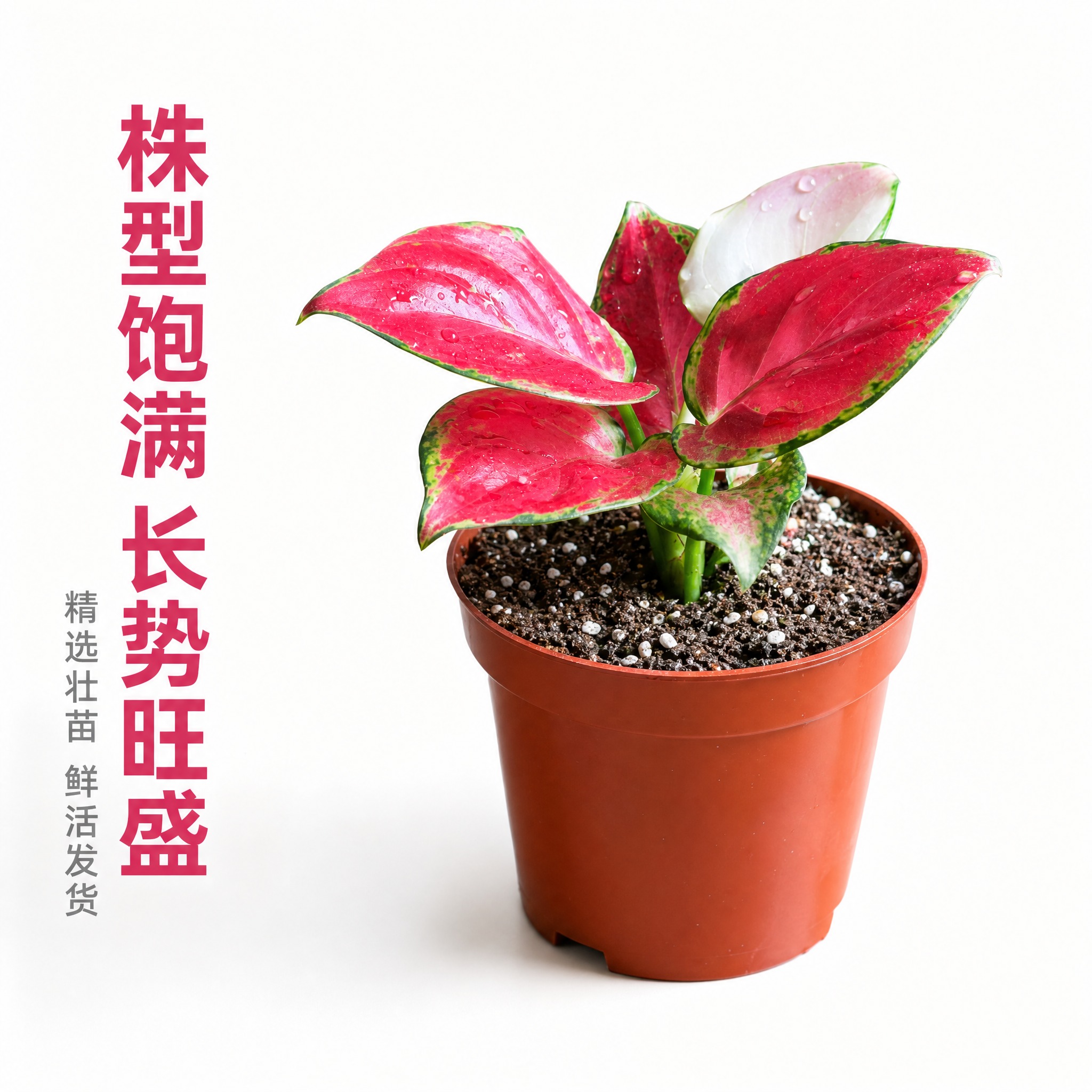 [主图-7] 红宝石粗肋草侧面角度展示主图，亮白色背景，展现植… - 图片创意预览