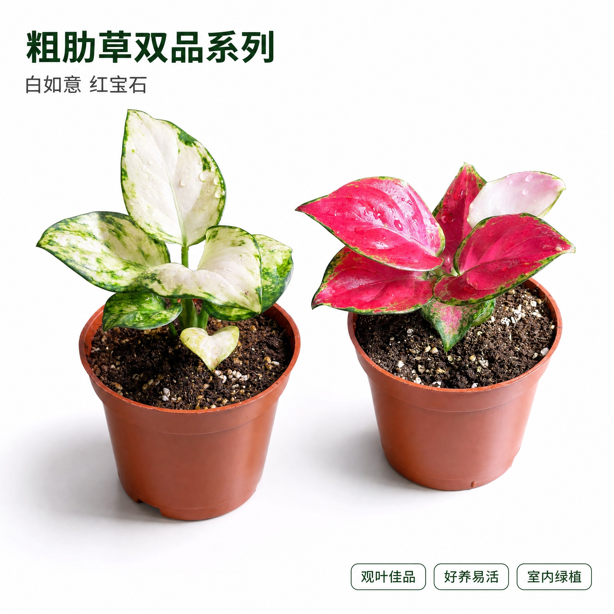 [主图-1] 白如意粗肋草与红宝石粗肋草双品白底英雄主图，唯一… - 图片创意预览