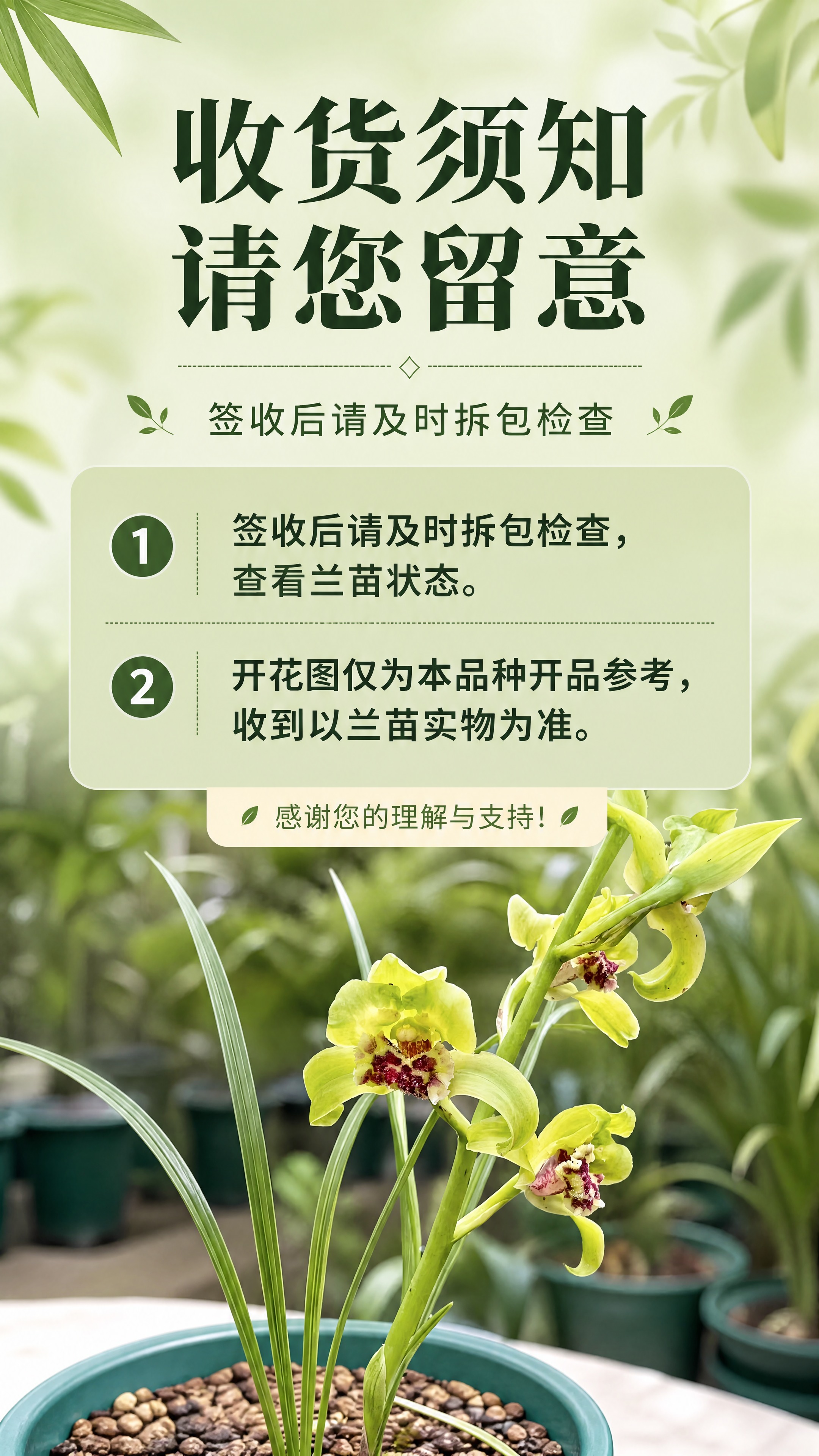 [商品] 使用【图1】蕙兰绿蕙梅瓣兰花苗；保留兰苗叶片、花茎与… - 图片创意预览