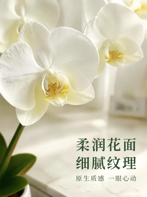 [主图-2] 局部细节卖点展示。
[氛围风格] 质感特写，高级细腻氛围感
[画质] 商业摄影质感、光线柔和通透、产品清晰真实、画面干净高级
[元素] 特写展示蝴蝶兰花瓣和花烛叶片的细节纹理，产品放在浅预览效果