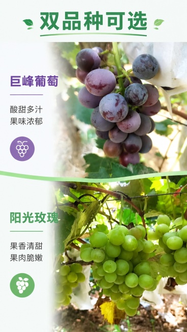 第6屏整体风格可以，但请帮我把这里的阳光玫瑰图片替换成我上传的这一份名为阳光玫瑰的图片「图片1」预览效果