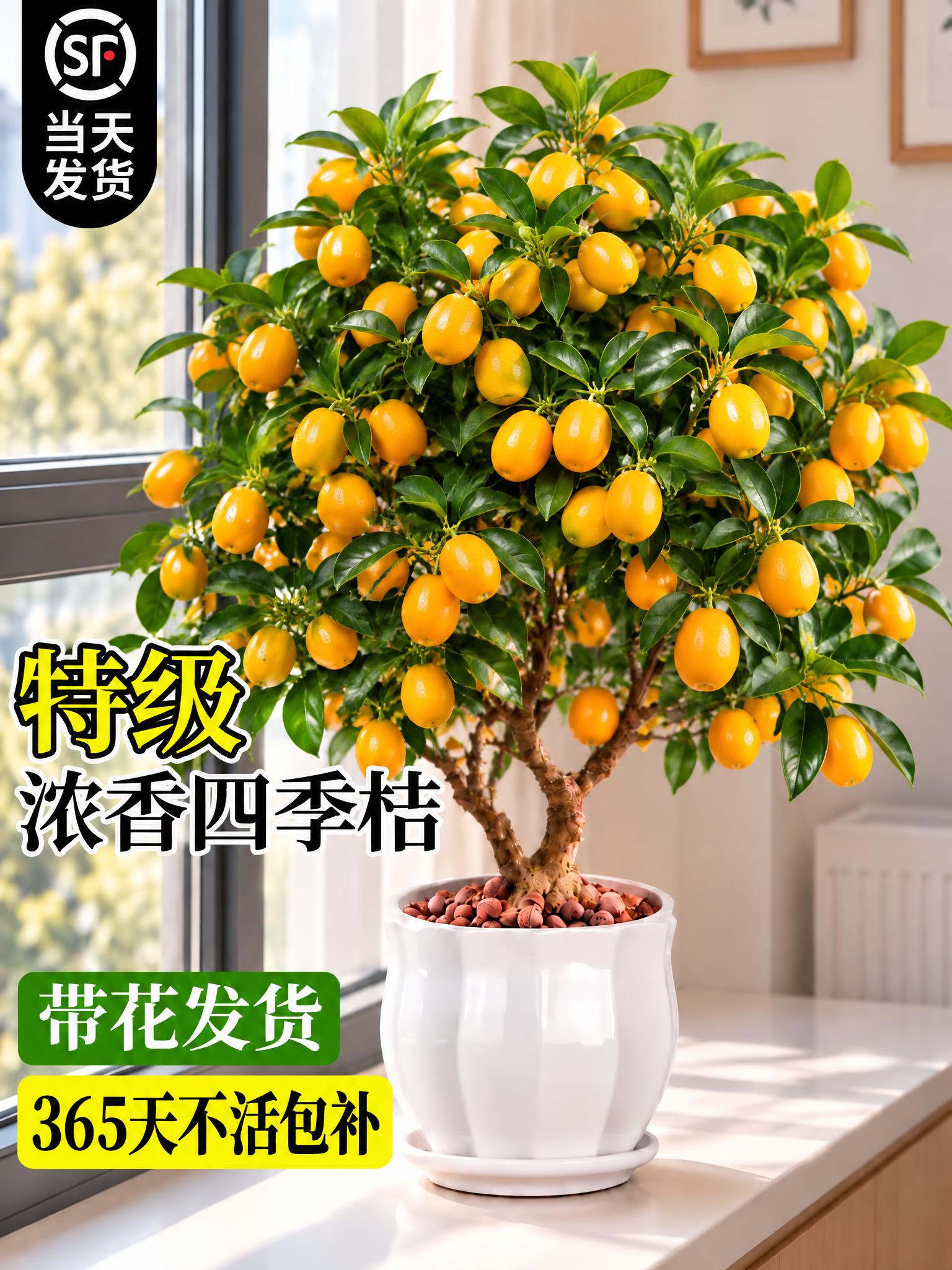 将图中的桂花盆栽替换为挂满金黄色金桔果实的金桔盆栽，保持白色花… - 图片创意预览