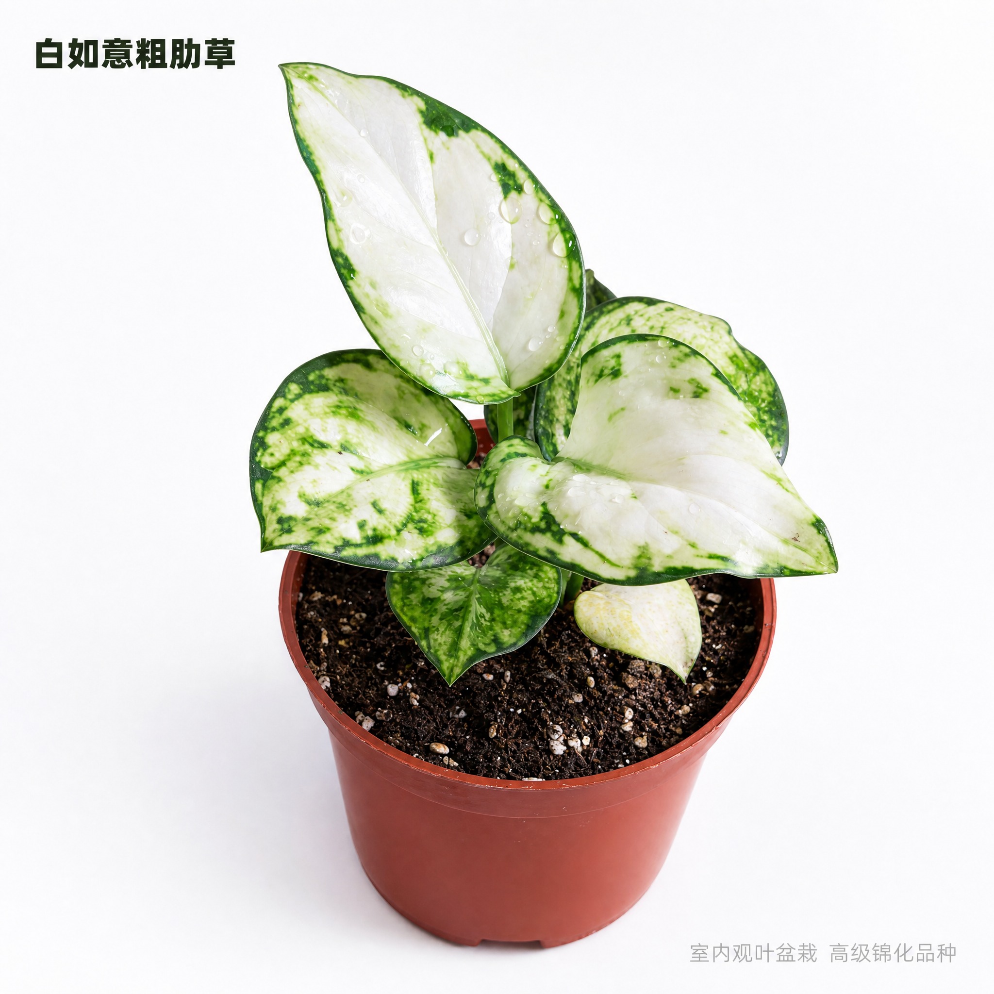 [主图-1] 白如意粗肋草白底英雄主图，唯一任务：展示白如意粗… - 图片创意预览