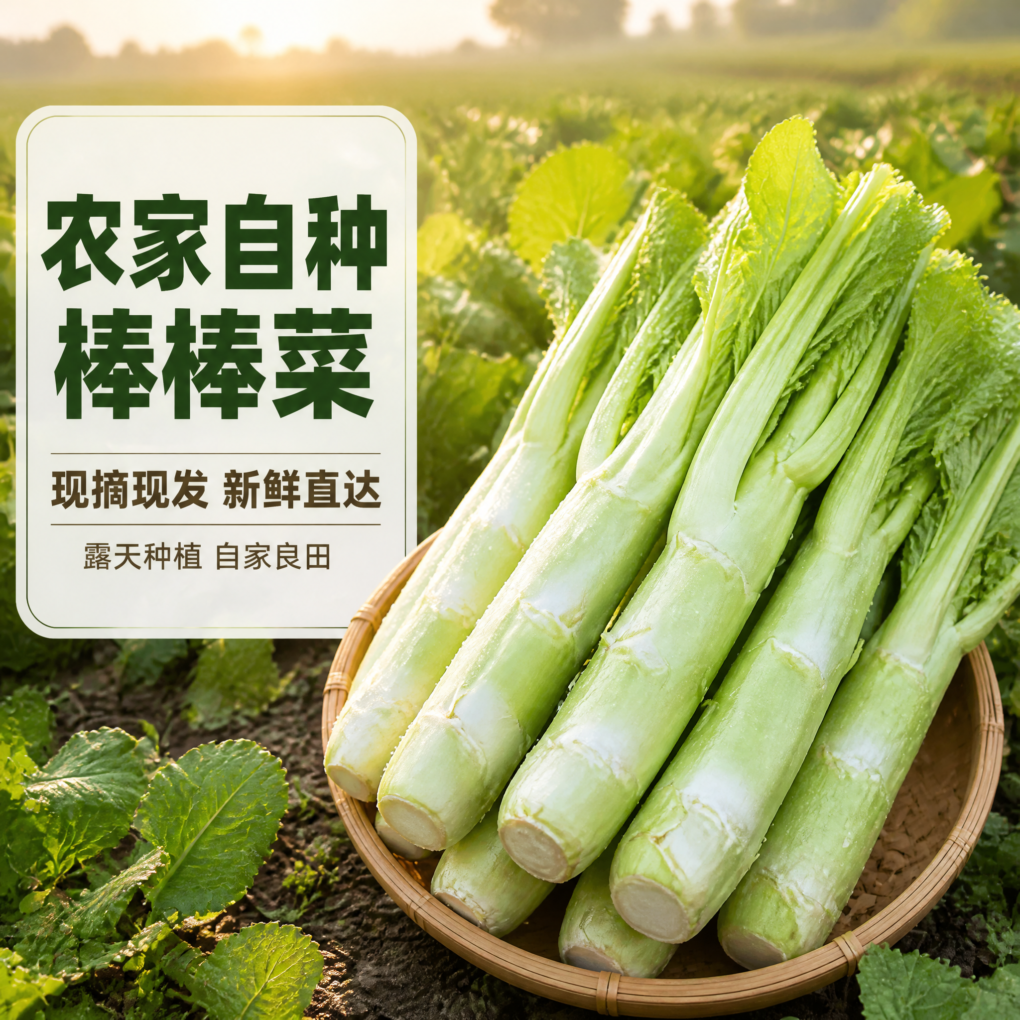 [主图-1] 农家自种棒棒菜（四川棒菜）首图，唯一任务：用最直… - 图片创意预览