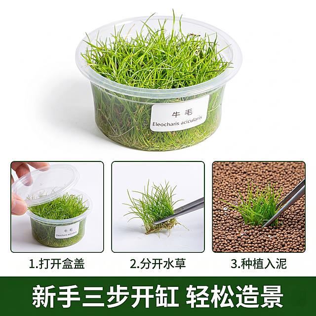 [主图 9] 迷你牛毛水草种植教程展示
[氛围风格] 步骤清晰，简单易懂
[画质] 商业摄影质感，光线柔和通透，产品清晰真实，画面干净高级，2K分辨率，超高清
[元素] 盒装产品放在画面上方，下方分三小格展示简单种植步骤：1.打开盒盖 2.分开水草 3.种植入泥，每个步骤简洁明了。保持原产品外观与输入产品图绝对一致，无变形色差。背景纯白色，排版干净有序，满屏无边框。
[光影] 整体均匀布光，每个步骤区域都清晰明亮，光影统一。
[配色] 纯白色背景，翠绿色产品，深绿色文字和标注，清晰易读。
[视角构图] 上方产品，下方三格步骤，纵向排列，正方形构图，层次清晰。
[文字版式] 每个步骤图标注序号+简要说明，底部通栏总结「新手三步开缸 轻松造景」，深绿色文字，排版整齐不遮挡产品。
[比例分辨率] 1:1比例，2K分辨率，文字清晰锐利，画面超高清
[负向提示词] 变形，水印，文字错乱，产品图模糊，背景杂乱，牛皮癣，配色刺眼，遮挡主体