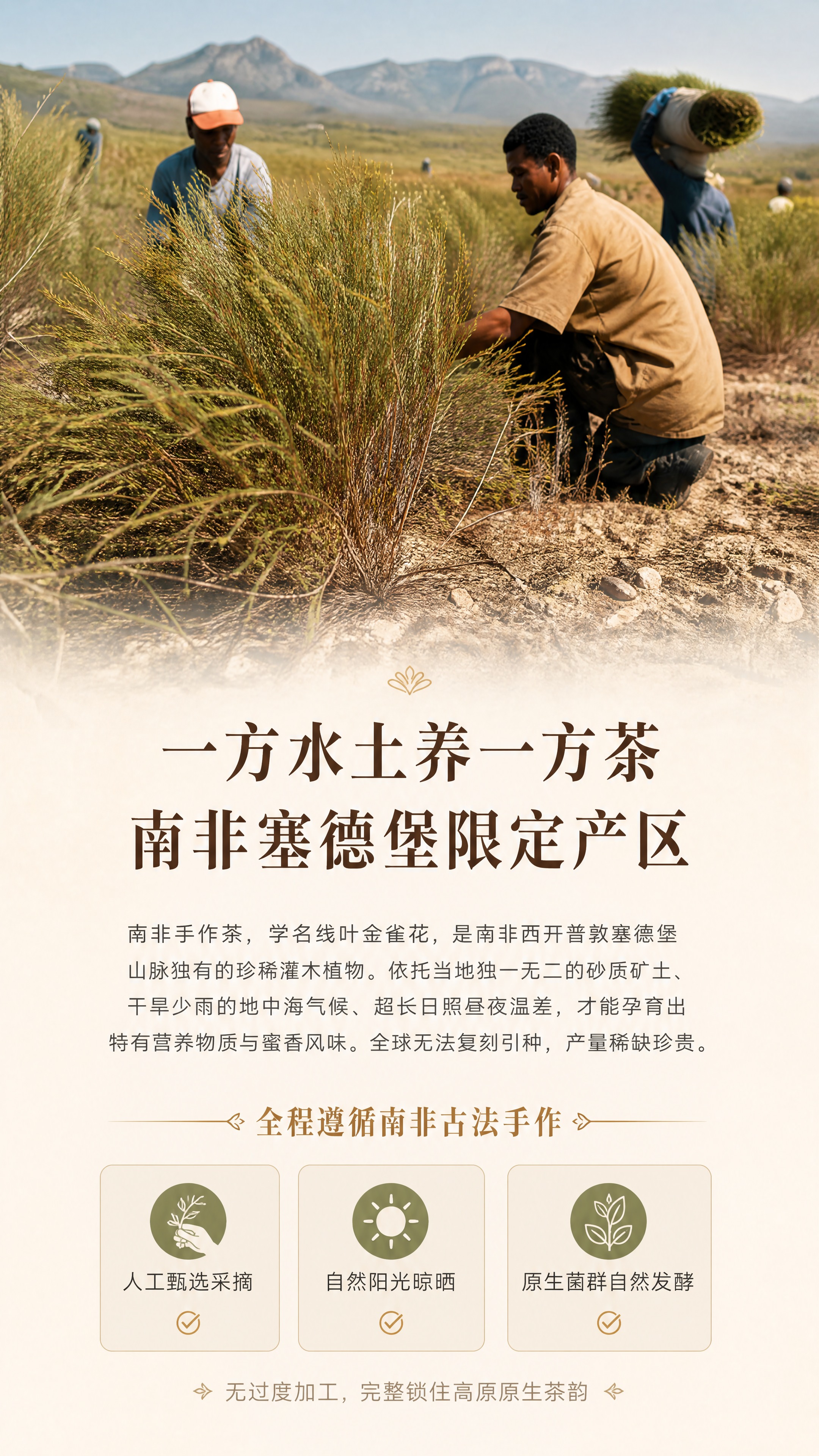 [商品] 使用【图3】【图5】南非高原路易博士茶种植采收实景素… - 图片创意预览