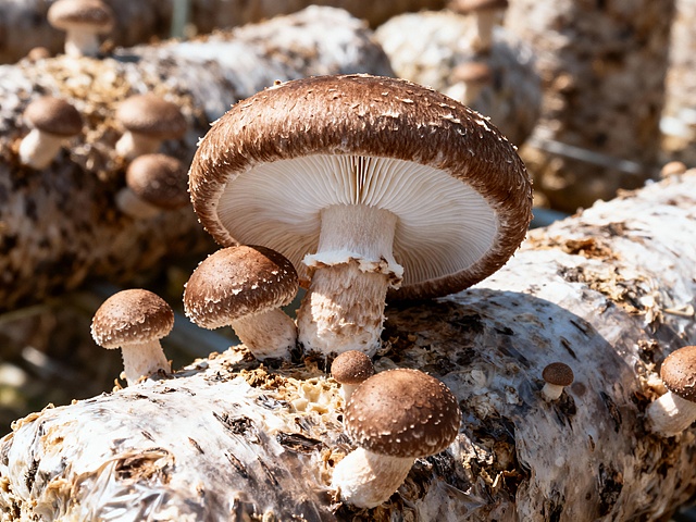 帮我生成一份人工栽培的香菇生长中的照片