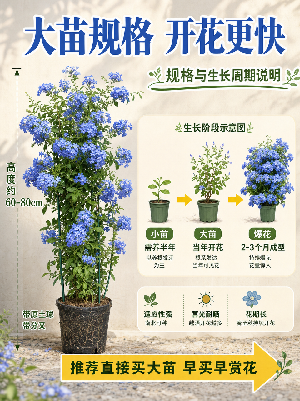 [主图-4] 爬藤蓝雪花规格与生长周期说明图，展示苗情大小和开… - 图片创意预览