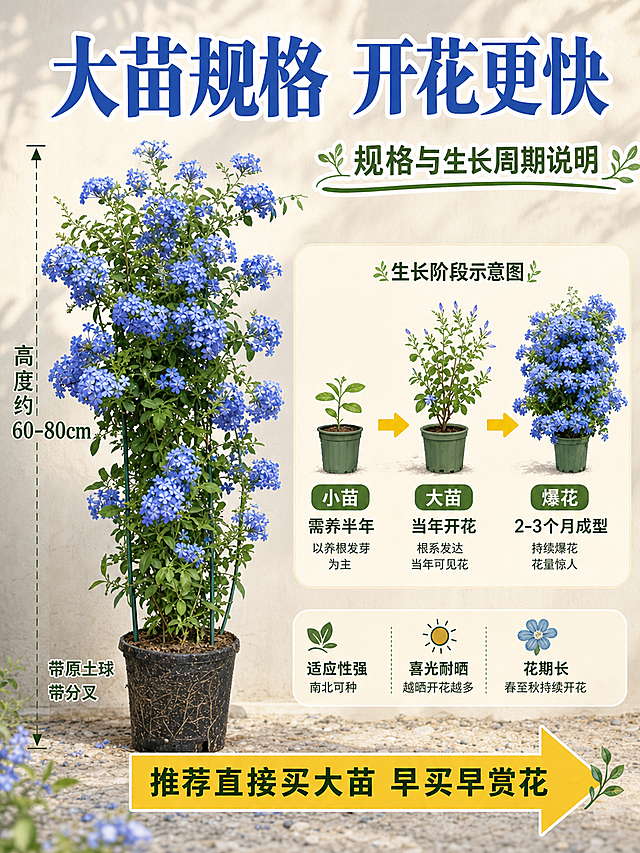 [主图-4] 爬藤蓝雪花规格与生长周期说明图，展示苗情大小和开花预期。
[统一基调] 温馨自然园艺风，背景主色为米黄浅石色+清新蓝绿，标题字色为深蓝+白色描边，辅助字色为深绿，强调色为明黄，字体为粗黑体+圆润宋体搭配，字号层级分明，卡片用圆角浅米色半透明底，图标为手绘绿植风。
[画面] 画面左侧是一株完整的爬藤蓝雪花大苗实物展示，带原育苗盆，能看清整体高度和冠幅，藤蔓长度可观，花量饱满；右侧是生长阶段示意，用3个小图横向排列：小苗期（绿色叶片为主）、大苗期（带花苞）、爆花期（满花状态），用箭头连接表示生长过程；背景为浅米色干净背景，带轻微庭院光影，保持统一视觉。
[光影质感] 主体大苗光影自然柔和，叶片花朵清晰，育苗盆和土球真实，生长示意小图风格统一，整体干净明亮，商业摄影质感。
[配色] 蓝紫+绿色为主，浅米色背景，文字深蓝+深绿，箭头用明黄色，整体清新明快。
[文字版式] 顶部大标题“大苗规格 开花更快”，深蓝粗体；左侧大苗旁边标注高度“高度约60-80cm”“带原土球 带分叉”，深绿色小字；右侧3个阶段图下方分别标注“小苗 需养半年”“大苗 当年开花”“爆花 2-3个月成型”，底部黄色箭头标注“推荐直接买大苗 早买早赏花”；所有文字清晰排布，不遮挡主体植株。
[输出要求] 3:4比例，植株清晰完整，规格标注清楚，生长示意直观，文字无错字变形，无水印，整体信息清晰有说服力。