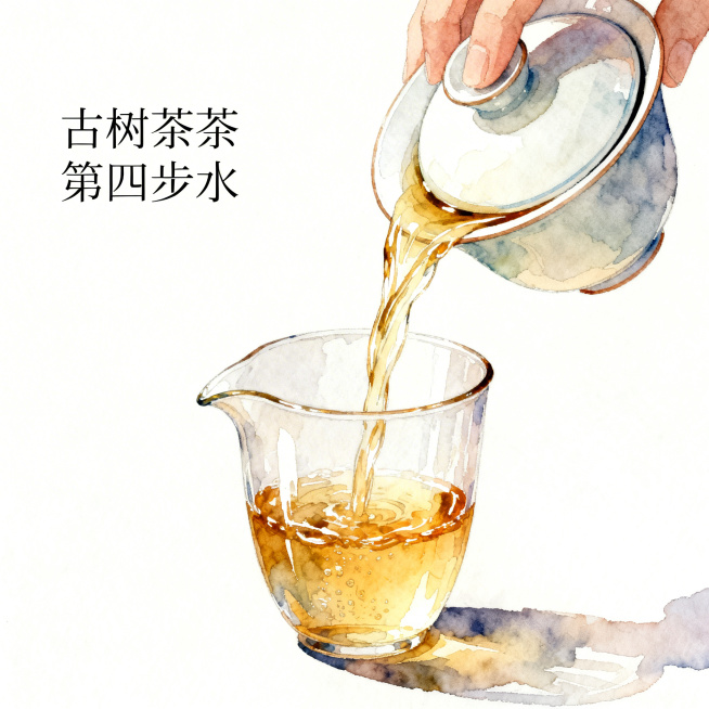 一张正方形的水彩插画风格古树茶冲泡第四步冲泡出汤示意图，和之前的风格保持一致，清新雅致，大气高级，展示将沸水注入盖碗后出汤到公道杯的过程，整体干净通透上档次预览效果