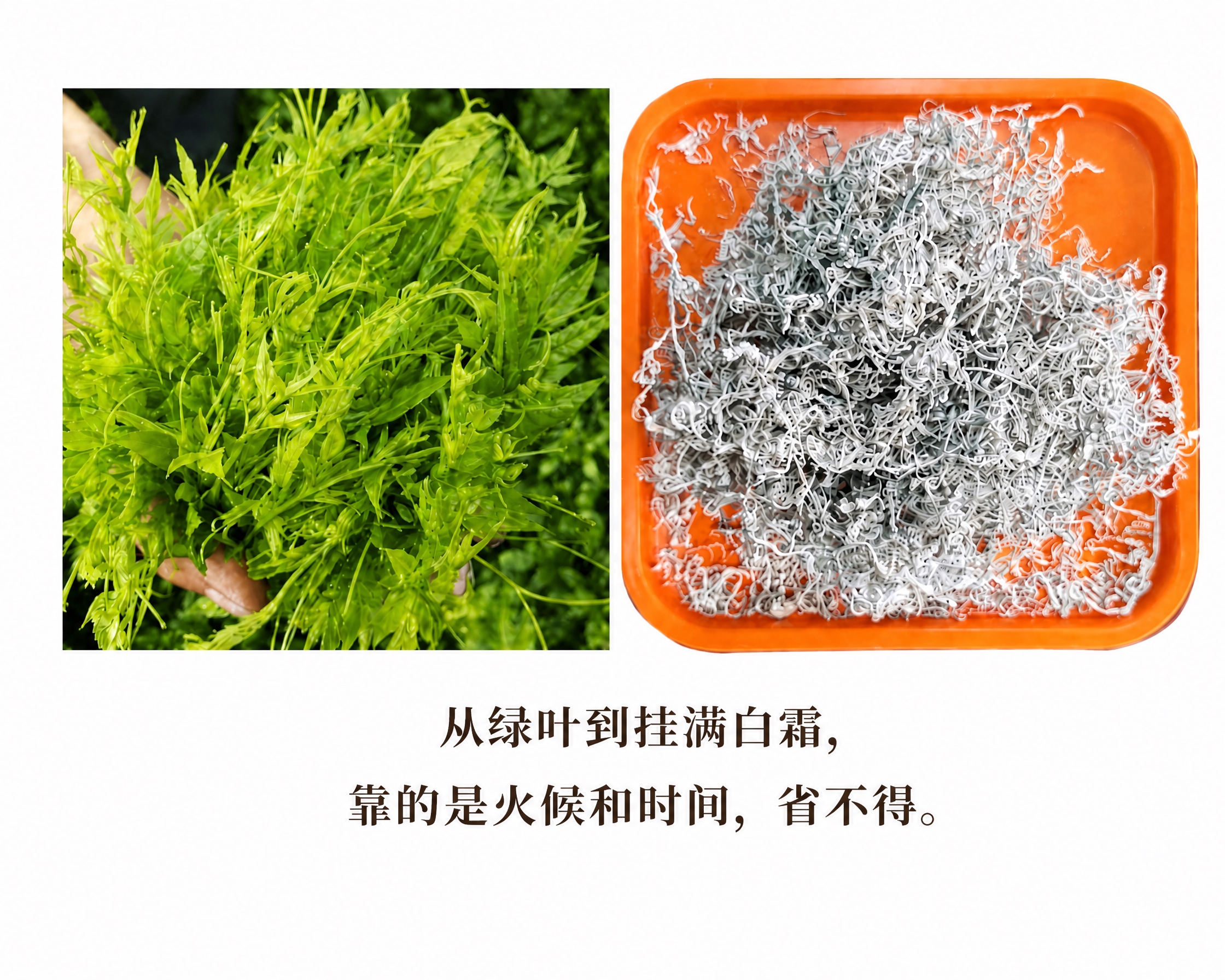 删除图片底部的这段文字："左边是刚下山的嫩芽，右边是闷了四五个… - 图片创意预览