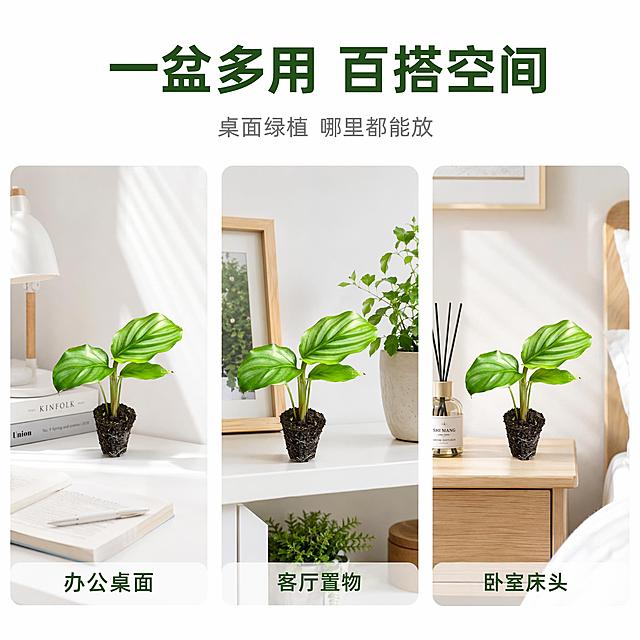 [主图-6] 青苹果竹芋苗多场景宫格图 白底+小场景
[氛围风格] 清新自然风 场景种草 电商主图
[画质] 商业摄影质感 光线明亮 画面干净 风格统一
[元素] 画面采用上标题下三宫格布局 下方三个等大圆角方形小图 分别展示三个不同场景：左图是青苹果竹芋苗放在白色书桌上 旁边有书本和台灯 营造办公桌面场景；中图是竹芋苗放在客厅白色置物架上 旁边有其他小绿植 营造家居软装场景；右图是竹芋苗放在卧室床头柜上 旁边有香薰 营造卧室清新场景 每张小图中的青苹果竹芋苗都保持与输入产品图一致的外观 背景主色调为白色 三张小图风格统一 光线统一
[光影] 整体明亮自然光感 每个小场景都有柔和的侧光 叶片有自然光泽 阴影清淡 三图光影一致
[配色] 主色清新绿+纯白 辅色浅木色+米白 整体色调清新统一
[视角构图] 上下分区构图 上方标题区占25% 下方三宫格占75% 三图等大等距排列 整齐美观
[文字版式] 上方主标题居中 深绿色粗体大字 写"一盆多用 百搭空间" 下方浅灰色小字 写"桌面绿植 哪里都能放" 三宫格每张小图底部都有半透明白色条 条内深绿色小字标注场景名称：左图标"办公桌面" 中标"客厅置物" 右图标"卧室床头" 文字清晰可读
[输出要求] 1:1比例 文字清晰可辨 超高清商业摄影质感
[负向提示词] 变形 文字错乱 产品模糊 背景杂乱 水印 平台Logo