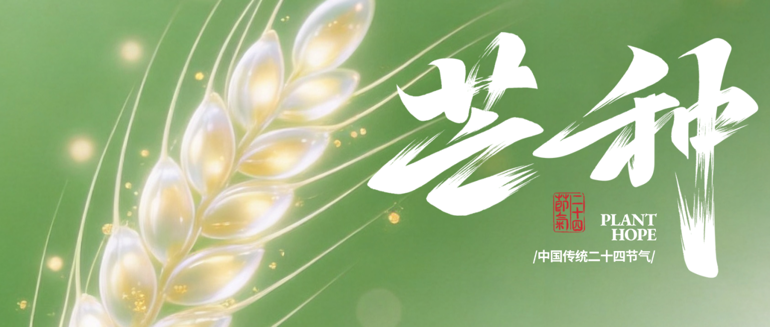 芒种弥散渐变小麦近景氛围公众号封面首图预览效果