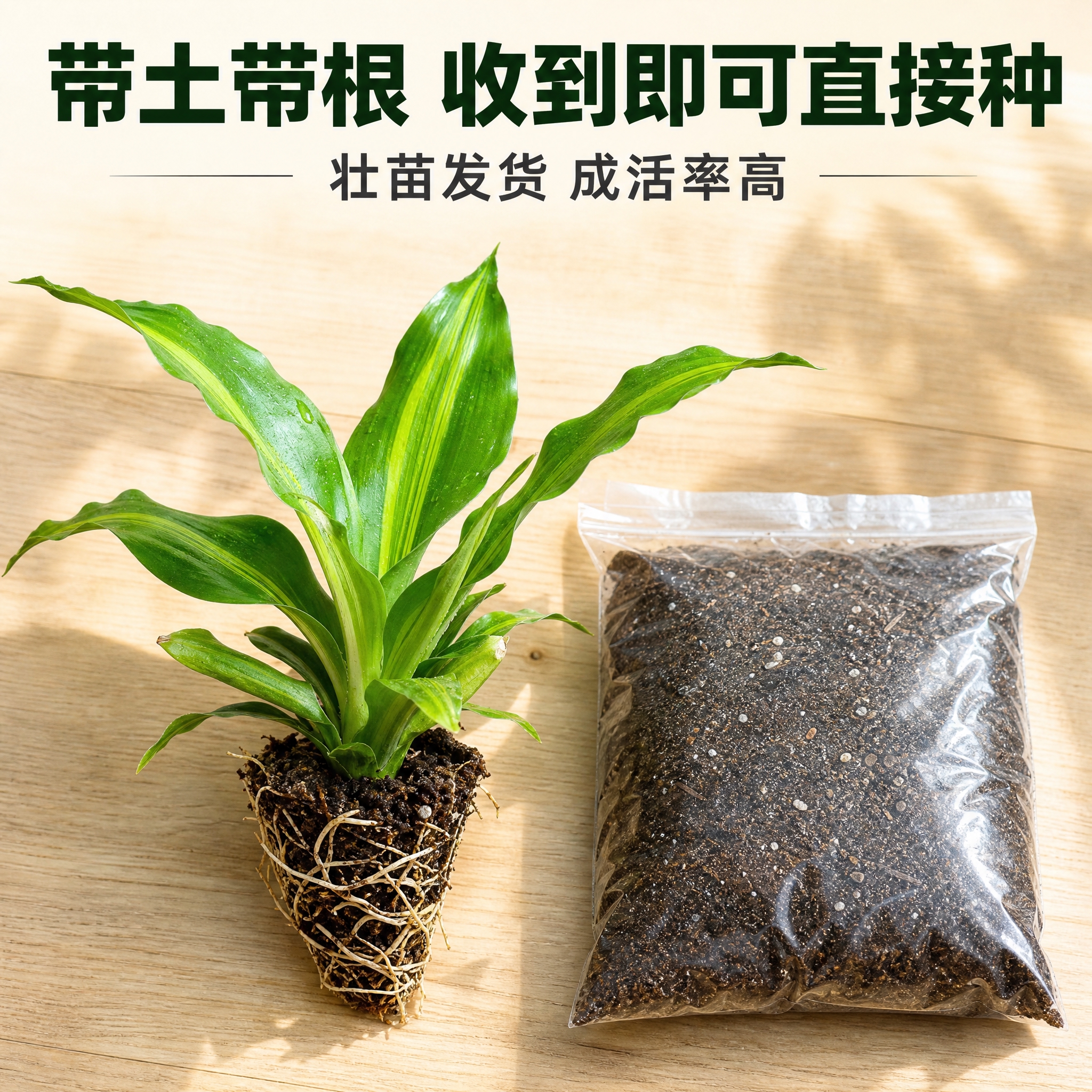[主图-10] 金心也门铁带土带根发货总结，拼多多电商主图，裸… - 图片创意预览