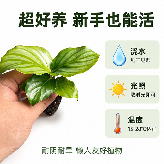 电商主图第六张，青苹果竹芋苗养护简单说明图。白色背景真实质感商业摄影。画面左侧放置一株健康的青苹果竹芋苗，带原土团，叶片饱满翠绿。商品主体占画面约50%。右侧上下排列三个养护要点卡片，卡片为淡绿色圆角矩形：第一张卡片配水滴图标，文字"浇水 见干见湿"；第二张卡片配太阳图标，文字"光照 散射光即可"；第三张卡片配温度计图标，文字"温度 15-28℃适宜"。顶部大标题"超好养 新手也能活"，深绿色粗体大字。底部小字"耐阴耐旱 懒人友好植物"。整体白底干净，信息清晰易懂。保持青苹果竹芋苗外观与输入产品图绝对一致。1:1正方形构图，文字清晰可读，超高清商业摄影质感。负向提示：变形、文字错乱、产品模糊、背景杂乱、水印、电商平台Logo。