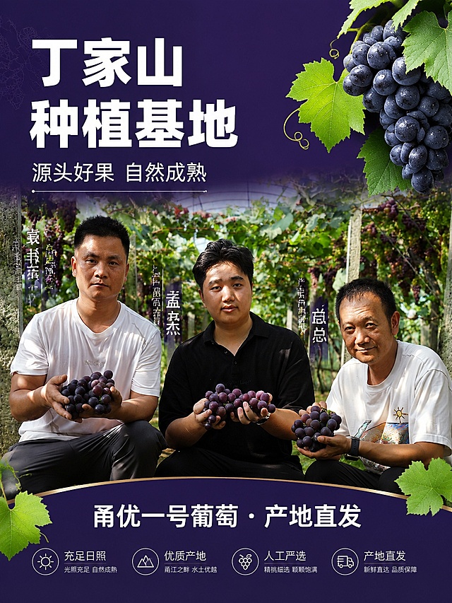 [第2屏] 产地溯源屏-丁家山种植基地介绍。本屏使用【图8】作为产地人物和基地场景主体，参考图1的深紫蓝详情页风格。
[氛围/风格] 产地真实感、信任背书风格，深紫蓝主色调延续，商业摄影质感。
[元素布局] 左侧为葡萄园基地实景虚化背景，右侧或中部为三位手持葡萄的人物清晰展示，占比约50%；周围点缀葡萄藤叶和果实元素；人物服装、手持葡萄形态与输入图8一致；背景可见葡萄架和挂满的葡萄串。
[光影质感] 自然日光照射，人物面部光线均匀，葡萄有自然高光，整体明亮真实。
[配色色系] 全局底色 #2A1B4E（深紫蓝）；主色绿色葡萄园+紫葡萄；辅助色白色文字、人物服装黑白对比。
[视角构图] 平视视角，人物居中偏右，阅读动线左侧标题→中部人物→底部信息条。
[文字版式] 左上主标题「丁家山种植基地」粗黑体，副标题「源头好果 自然成熟」；右侧人物旁竖排文字标注角色「基地负责人」「采购主管」「产品运营官」；底部信息条写「甬优一号葡萄 · 产地直发」；文字清晰不遮挡人物面部。
[比例分辨率] 3:4 竖版比例，2K分辨率，文字清晰可辨，高清画质。
[负向提示词] 人物变形，面部模糊，葡萄形态错误，水印，文字错乱，背景杂乱。
