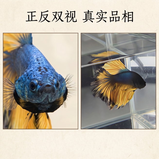 重新生成预览效果