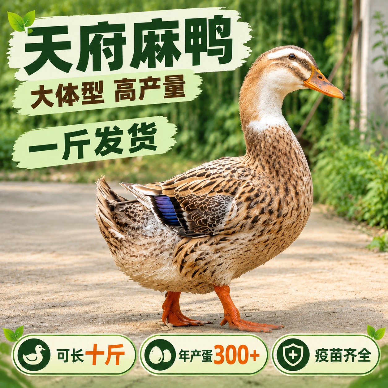 去掉左侧绿头的公鸭，只保留右侧麻褐色的母鸭，并将这只黄头麻褐色… - 图片创意预览