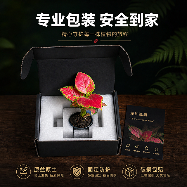 [主图-9] 包装与发货展示图 展示运输包装安全可靠
[统一基调] 黑化雨林高级暗调风格 深墨绿与黑色为主背景 点缀少量蕨类叶片与水雾光斑 主标题字体为粗体无衬线白字 辅助文字为浅金色 强调色为叶片正红色 整体商业摄影质感 暗调电影光 画面干净高级
[画面] 画面展示开箱状态 一个打开的黑色快递盒放在深色木质台面上 盒内有珍珠棉和固定支架 红宝石小苗带原盆原土固定在包装盒中 叶片完好 旁边放着养护说明卡片 主体占比约60% 背景为深墨绿色渐变 有虚化的雨林叶片剪影
[光影质感] 顶侧柔光 包装盒和植物都清晰可见 包装材料质感真实 植物叶片红色鲜艳 整体画面干净有品质感 暗调背景突出主体
[配色] 黑色包装盒 白色珍珠棉 正红叶片 深棕木台面 深墨绿背景 白色标题 浅金色辅助文字
[文字版式] 顶部主标题 专业包装 安全到家 大号粗白字居中 底部三个小标签横向排列 原盆原土 固定防护 破损包赔 每个标签配小图标 浅金色文字
[输出要求] 1:1正方形 2048px 包装展示清晰 植物状态完好 禁止错字 模糊 杂乱 水印 平台logo