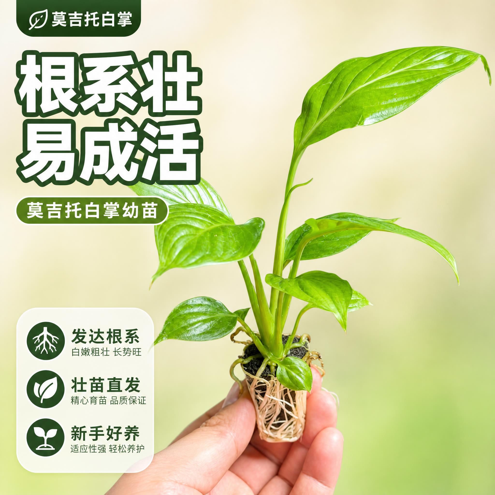 [主图-1] 莫吉托白掌幼苗 根系健壮展示。 [统一基调] 拼… - 图片创意预览