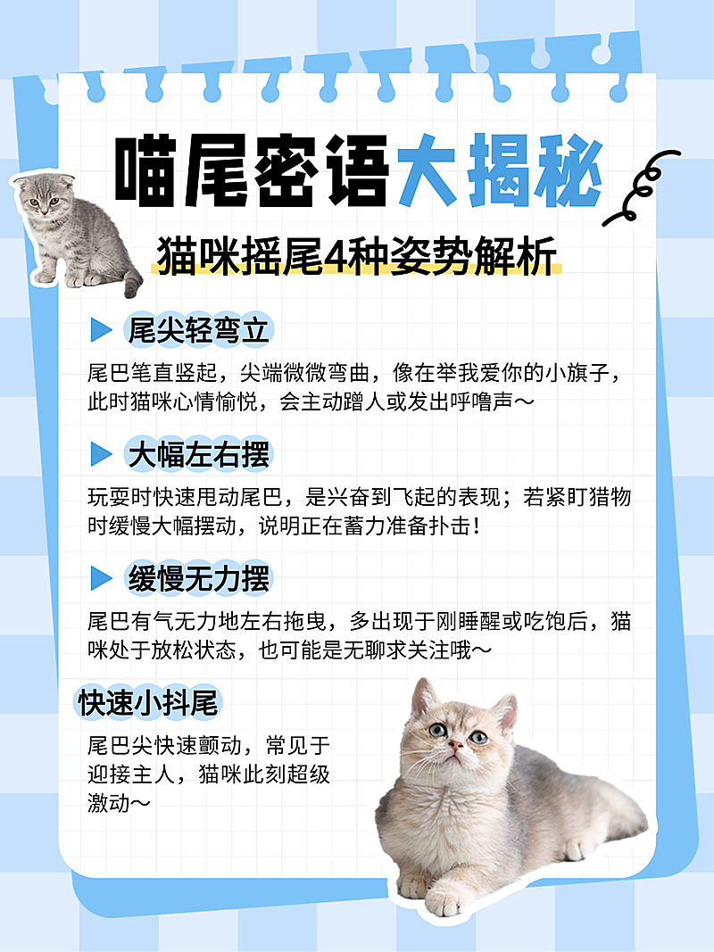 蓝色卡通手帐风猫尾巴姿势解析知识分享小红书内页