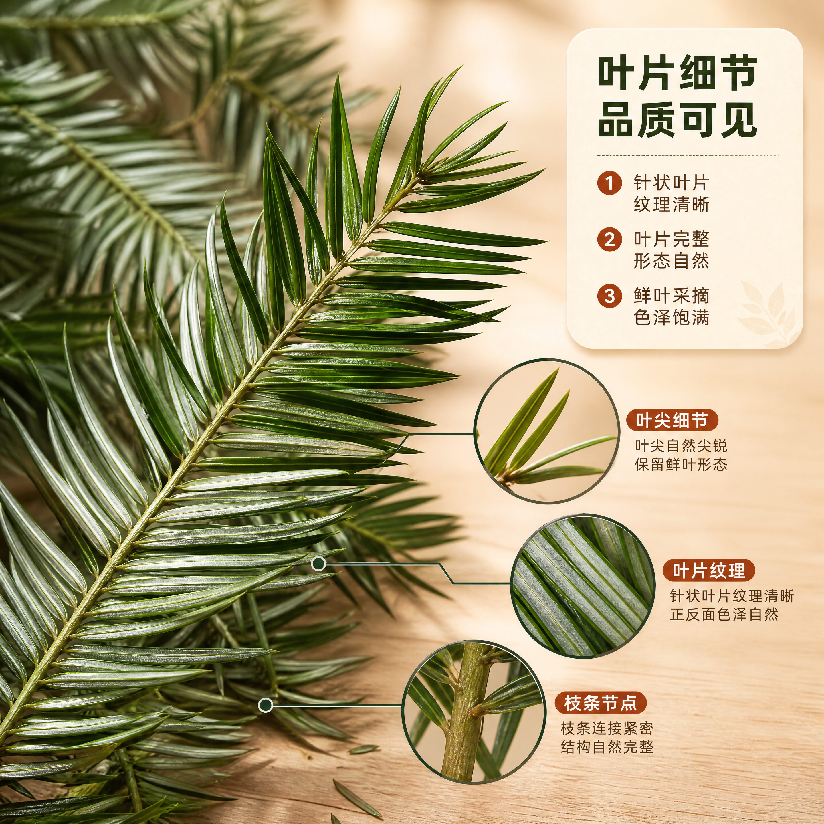 [商品] 使用【图3】新鲜杉树叶鲜叶；保留杉树叶针状纹理、叶片… - 图片创意预览