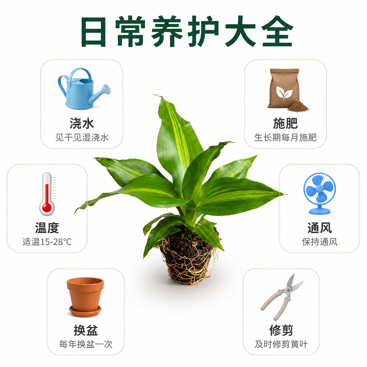 [主图-8] 金心也门铁 日常养护大全 洁白背景 真实摄影 [… - 图片创意预览