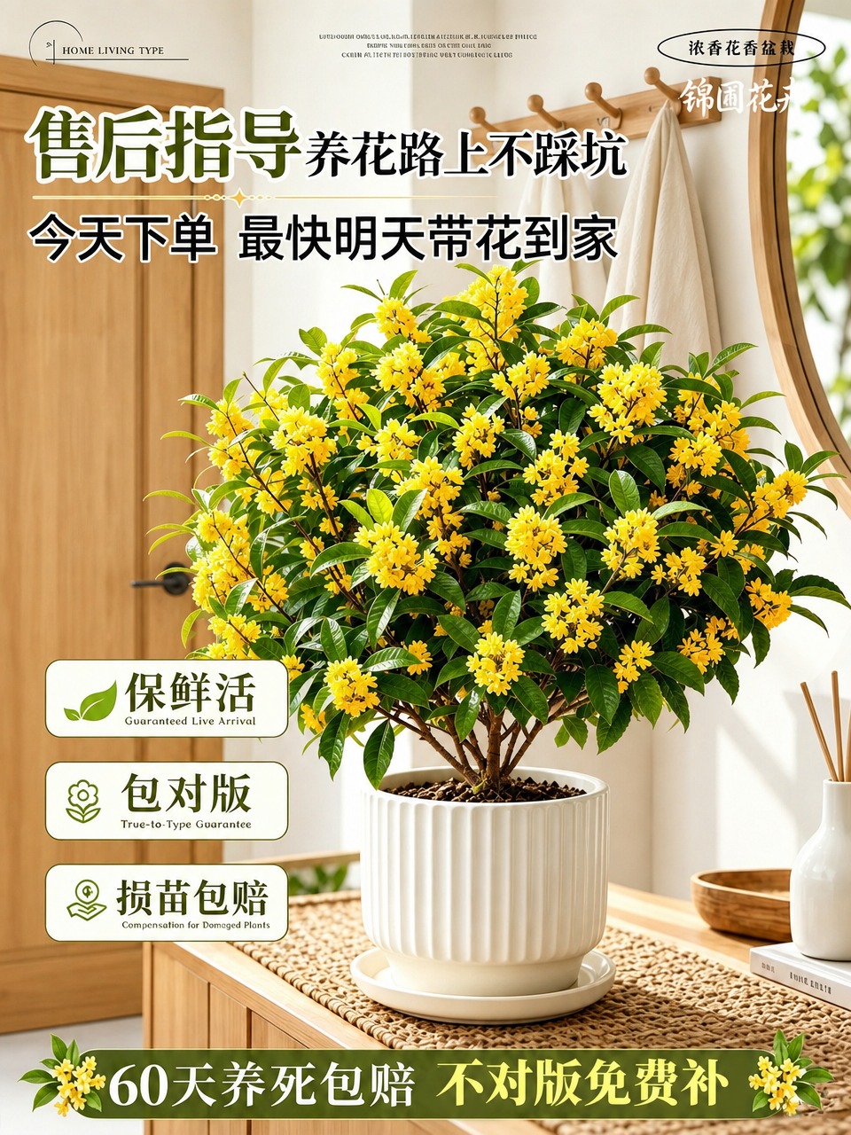 保持原图构图不变，主体桂花盆栽位置、花卉和花盆细节完全不变，画… - 图片创意预览