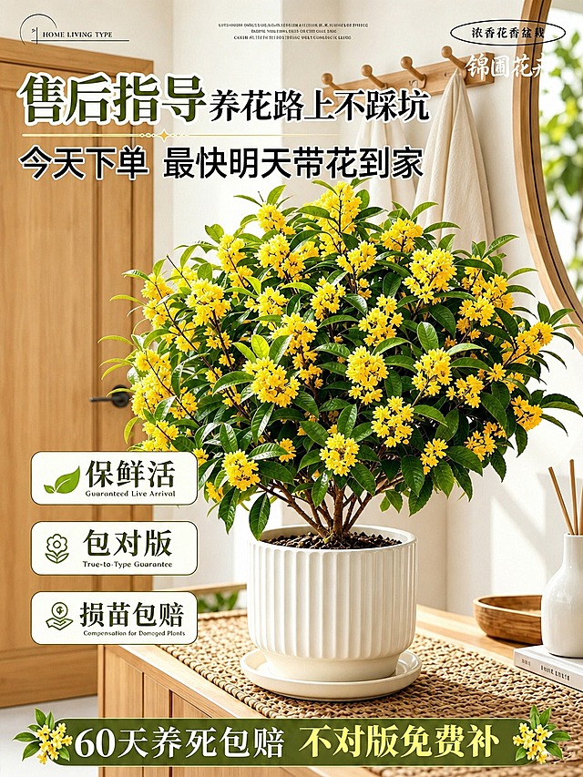 保持原图构图不变，主体桂花盆栽位置、花卉和花盆细节完全不变，画面质感与原图保持一致。将背景的门替换为原木实木房门，将墙上的画替换为原木挂衣杆，挂衣杆上挂着几件简约浅色衣物。
