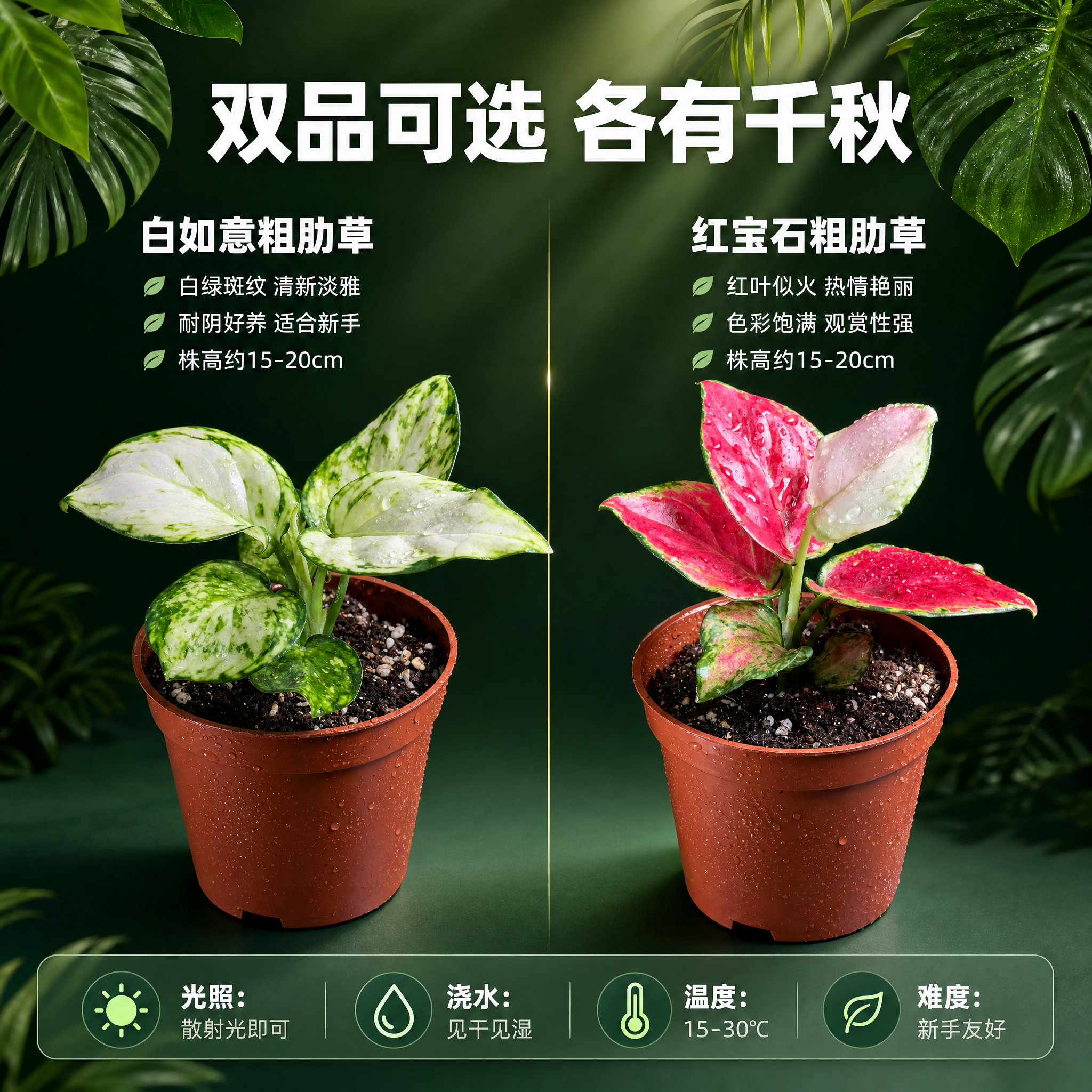 [主图-5] 白如意粗肋草和红宝石粗肋草 双品规格对比与养护信… - 图片创意预览