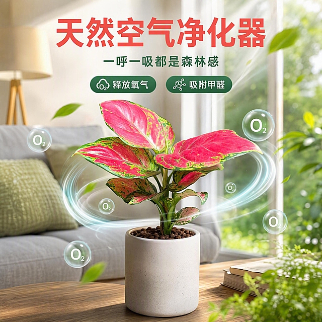 [主图-7] 空气净化卖点图 展示红宝石盆栽净化室内空气的功能
[统一基调] 国内电商1:1主图 热带雨林自然风格 深绿与艳红撞色 高级商业摄影质感 统一字体为无衬线粗体 标题字色为珊瑚红 辅助字色为米白 强调色为翡翠绿 卡片用半透明深绿磨砂质感 整体清新治愈有生命力
[画面] 画面中心是红宝石盆栽 叶片舒展红艳 周围有淡淡的清新气流和小氧气泡环绕 象征净化空气释放氧气 背景是明亮的现代客厅一角 有沙发 落地灯 大窗户 阳光洒进来 盆栽放在茶几上 主体占画面50% 画面上方有主标题 下方有2个小卖点 整体营造健康清新的家居氛围 盆栽外观与参考图一致
[光影质感] 明亮的自然光 从右侧窗户洒入 叶片通透有光泽 气流效果轻盈自然 整体清新明亮 商业家居摄影质感
[配色] 整体明亮清新 白色墙面 浅灰沙发 艳红盆栽 绿色点缀 标题珊瑚红醒目
[文字版式] 顶部居中主标题「天然空气净化器」 副标题小字「一呼一吸都是森林感」 下方两个小标签 「释放氧气」「吸附甲醛」 文字简洁不遮挡主体
[输出要求] 1:1正方形 产品清晰 场景真实 文字清晰 无变形 无错字 无水印 无平台Logo 无夸张医疗宣传