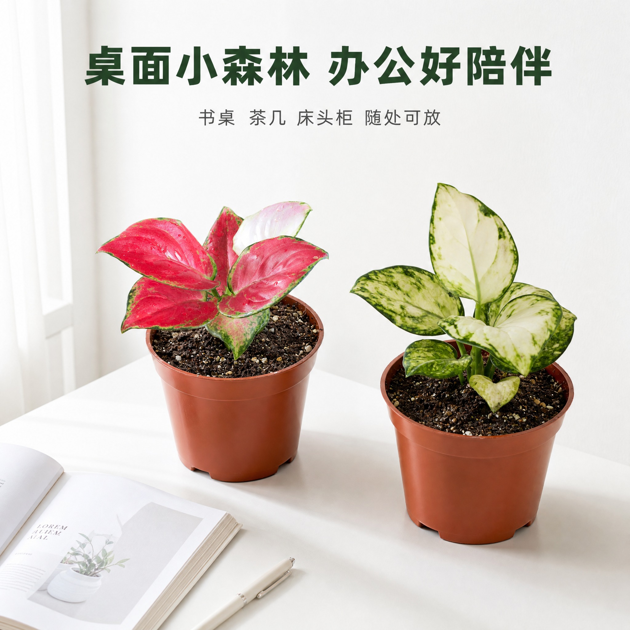 [主图-7] 主题：桌面摆放场景主图，亮白背景中展示绿植放在书… - 图片创意预览