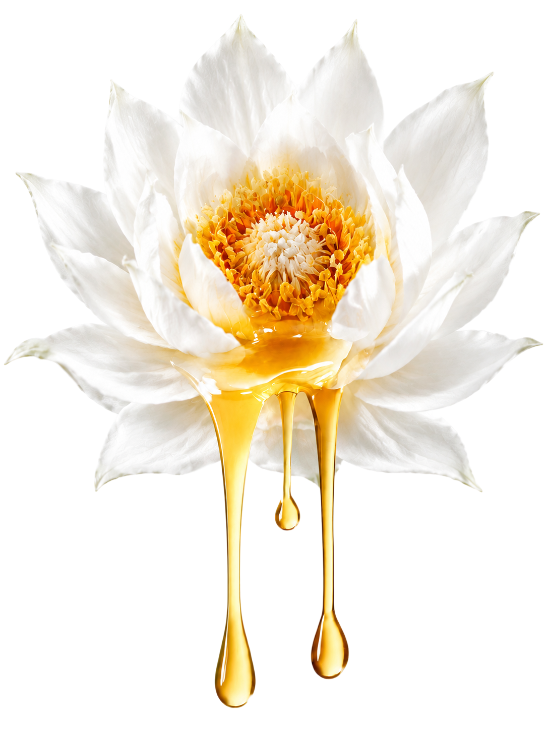 将图中的花改为天山雪莲花，花瓣为纯白色，花瓣更加舒展张开，保持… - 图片创意预览