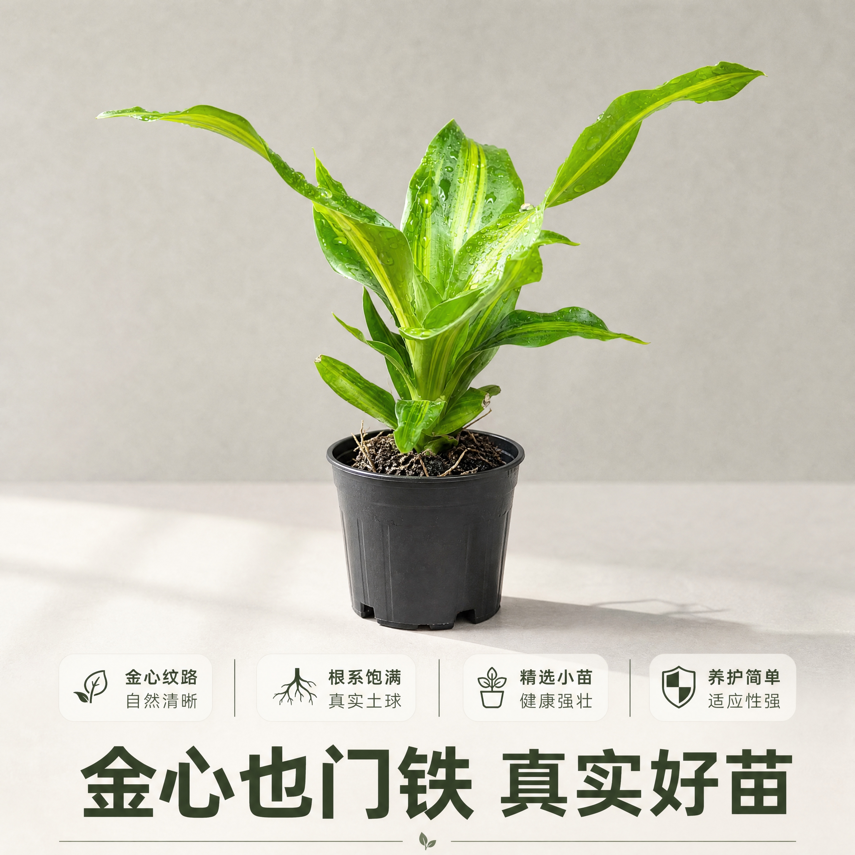 [商品] 使用【图2】金心也门铁小苗，保留黄绿心纹叶片结构、颜… - 图片创意预览