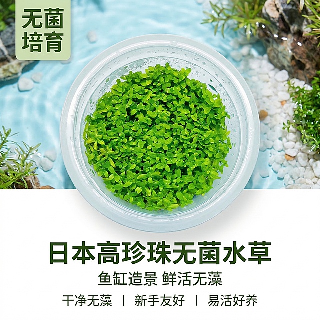 [垫图] https://gdesign-dam-hz.dancf.com/35882331073402935/bb811391150e48839f6722581f5527ec.jpg
[主图主题] 日本高珍珠无菌杯水草首图
[氛围/风格] 清新自然水族风格，干净通透，真实产品摄影
[画面元素] 透明无菌杯装的高珍珠水草居中摆放，放置在清新浅蓝鱼缸造景背景中，柔和自然散射光，水珠在杯壁清晰可见，水草翠绿鲜活，背景铺满全屏无边框，产品主体完整居中，占比约60%
[配色色系] 主色调：清新翠绿 浅蓝透明，辅助色：米白色背景
[视角构图] 俯视视角，景深适中，主体突出
[文字版式] 主标题 "日本高珍珠无菌水草"，副标题 "鱼缸造景 鲜活无藻"，左上角醒目方形标签 "无菌培育"，底部三列卖点 "干净无藻 丨 新手友好 丨 易活好养"，字体为简约无衬线体，深绿色，主标题字号最大，副标题和卖点字号依次递减，整体留白舒适，不遮挡主体。