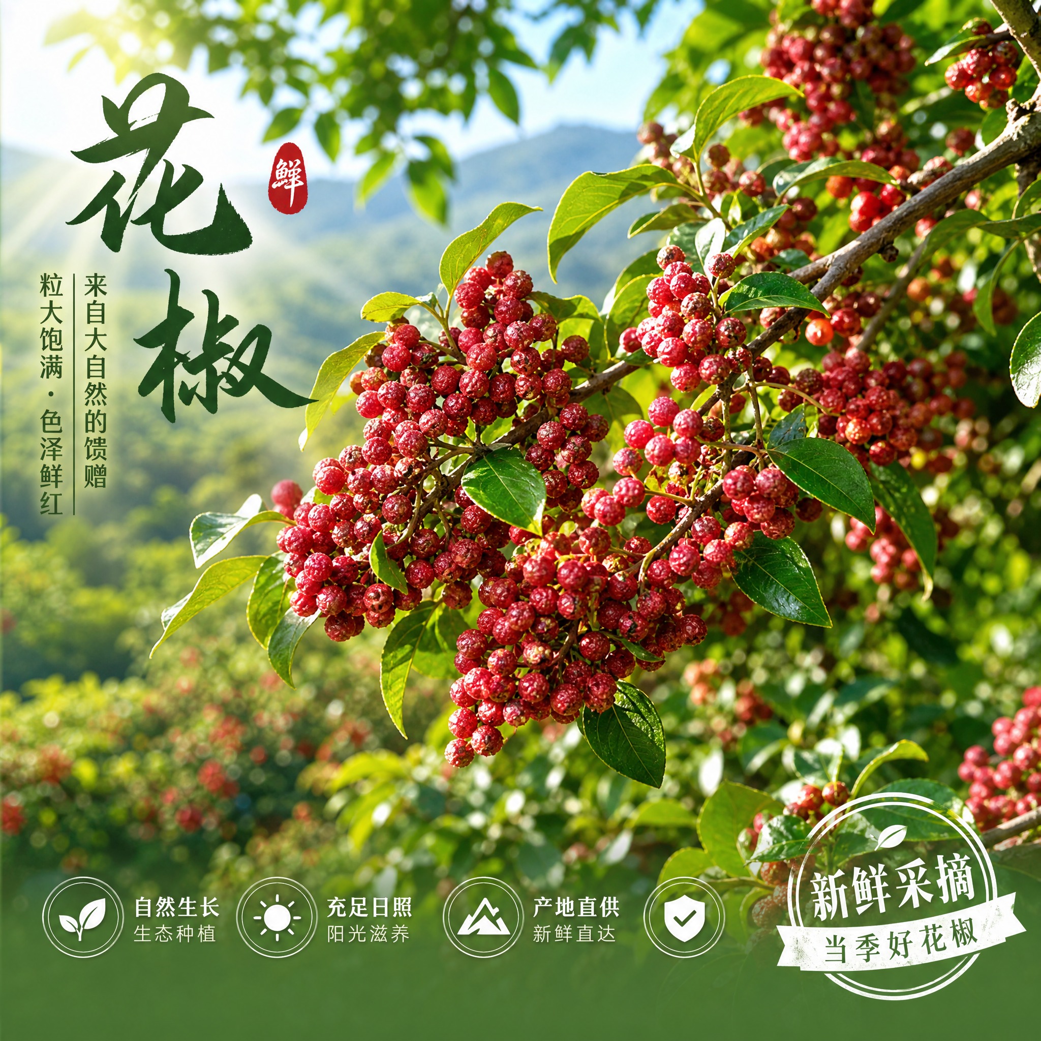 花椒宣传图片，新鲜的花椒枝条挂满红色花椒果实，背景是朦胧的绿色… - 图片创意预览