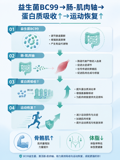 信息图表风格，展示代谢通路“益生菌BC99→肠-肌肉轴→蛋白质吸收↑→运动恢复↑”，标注“骨骼肌↑”“体脂↓”，蓝绿色调，简洁现代预览效果