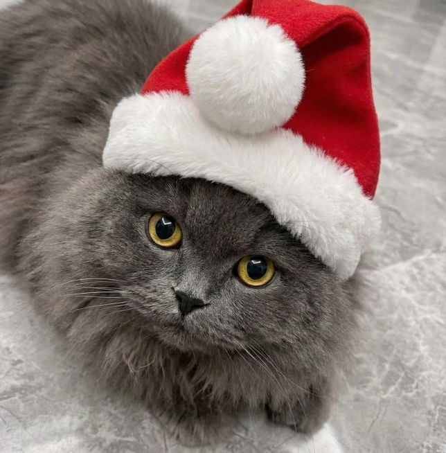 给猫咪头上带上圣诞帽预览效果