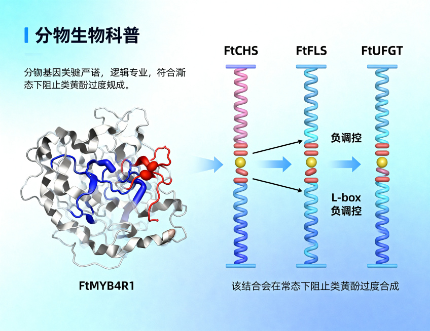 分子生物学科普信息图，主题为苦荞类黄酮合成的负调控机制，左侧绘制FtMYB4R1蛋白的三维结构示意图，右侧展示三个关键基因的启动子区域，标注FtCHS、FtFLS、FtUFGT三个基因名称，以及启动子预览效果